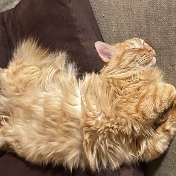 Meet your Posher, This-n-That - Picture 5 of 6